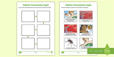 Malaria Transmission Cycle Worksheet (teacher made) - Twinkl
