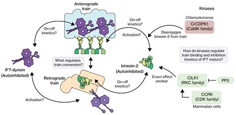 Mechanisms of Regulation in Intraflagellar Transport