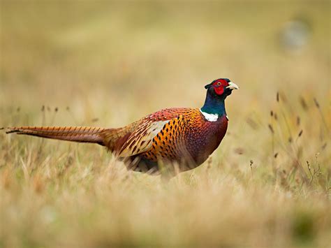 Pheasant Bird Facts (Phasianus colchicus) | Bird Fact