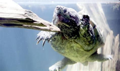 Image result for Alligator Snapping Turtle Underwater