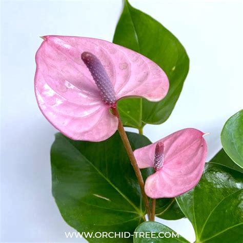 Anthurium Mini Purple - FF – Orchid-Tree