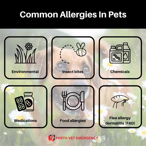 What Causes Anaphylactic Shock In Dogs
