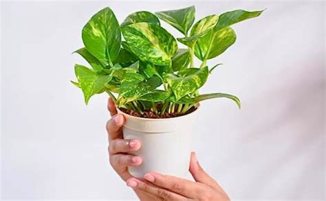 GOOD HOMES INDIA Money PlantPack of 3 | Good Luck Money Plant | Money ...