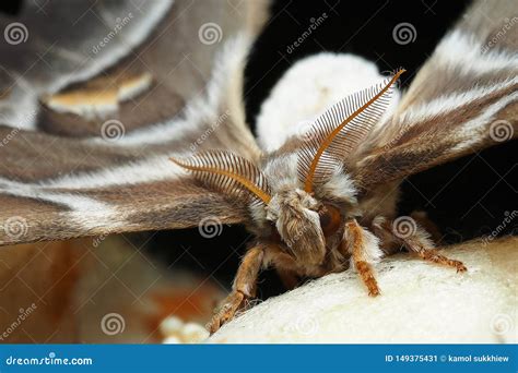 Macro Photography of Female Moth with Big Antennas Black Background ...