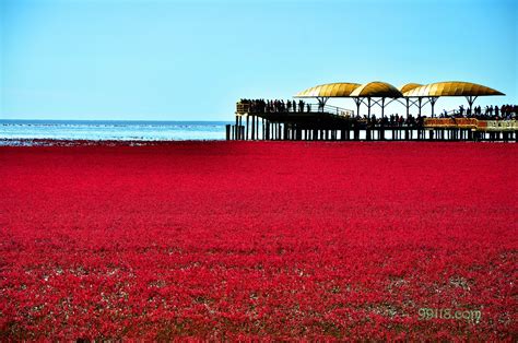 盘锦市红海滩什么季节是最美的？