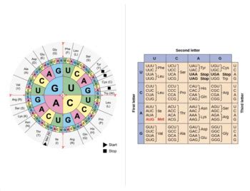 Image result for Codon Chart Practice