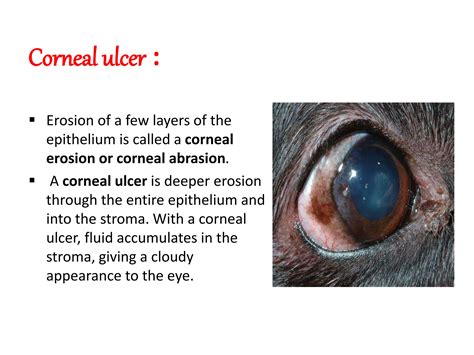 Corneal ulcers seen in veterinary practice in dog.pptx