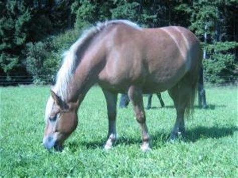Kaltblut Warmblut Mix Stute in Dammbach | Tiere | Kleinanzeigen