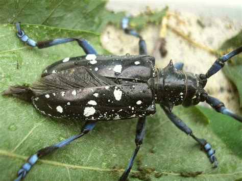 The Asian Longhorned Beetle Prevention and Control