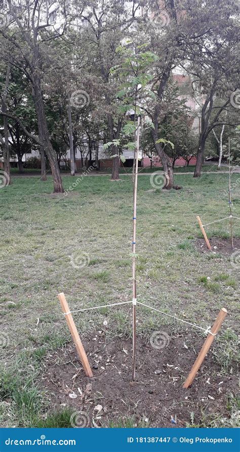 Planting Tree Guide NParks 的图像结果