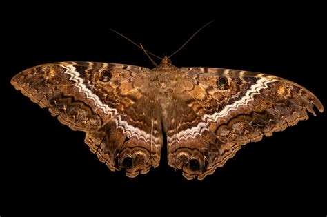 Female Black Witch Moth (Ascalapha odorata) - Joel Sartore