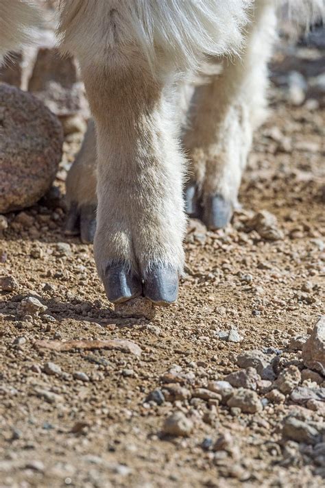 Five Fun Facts About… Mountain Goats | Estes Valley Spotlight ...
