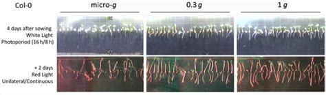 Red Light Enhances Plant Adaptation to Spaceflight and Mars g-Levels