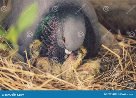 Baby Pigeons In Nest