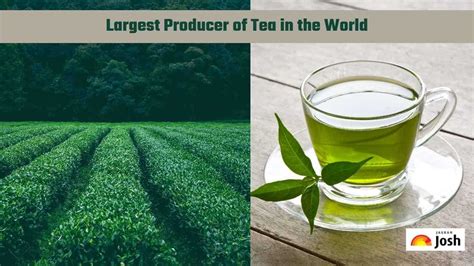 Which country is the Largest Producer of Tea in the World? Check Top 10 ...