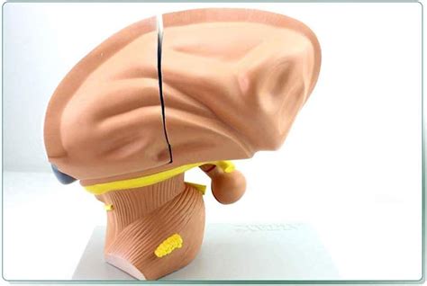 Seamue Anatomy Model Brain, Brainstem Model, Human India | Ubuy