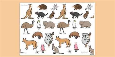 Australian Animal Background | Display | Primary Resources