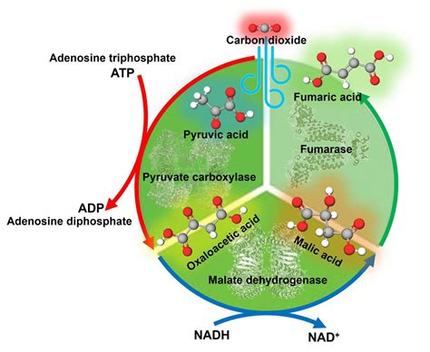 Improving fumaric acid production efficiency through a 'more haste ...
