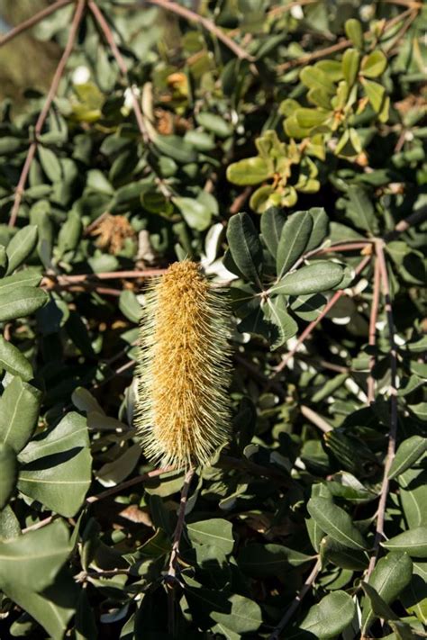 Banksia integrifolia 'Roller Coaster' | Royal Botanic Garden Sydney