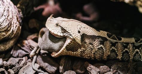 Gaboon Viper Snake Bite 的图像结果