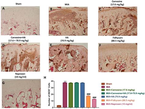 The Protective Effect of New Carnosine-Hyaluronic Acid Conjugate on the ...