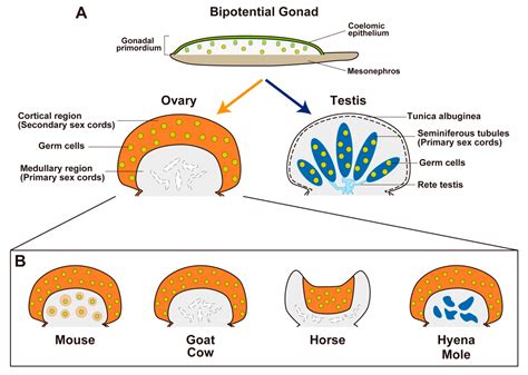 Understanding The Biological Development Of Gonads Explained