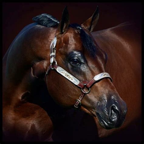 Image result for Red V. Blue Code VB