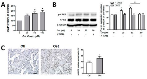 Osthole Enhances Osteogenesis in Osteoblasts by Elevating Transcription ...