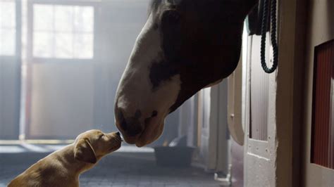 Budweiser Dog Commercial 的图像结果