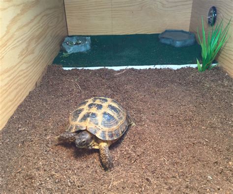 Image result for Tortoise Table