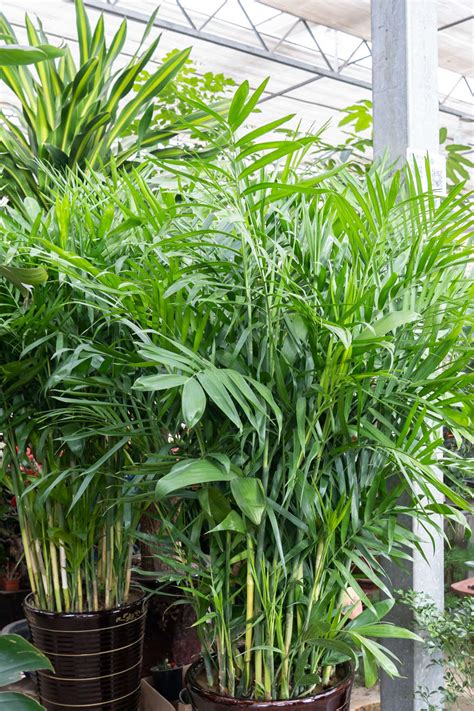 散尾葵Areca Palm – LeeFlora HK