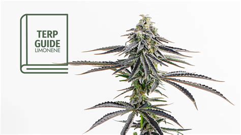 Limonene Terpene: Effects, Smell, Taste, & Top Strains | Zen Leaf