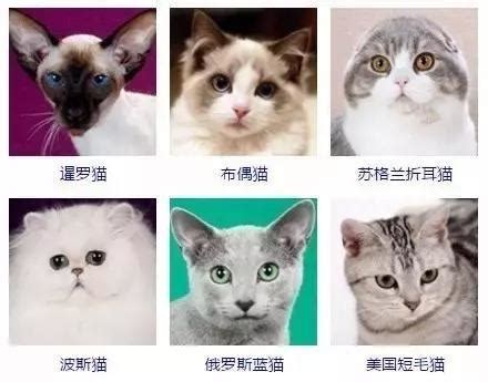 【喵总科普-喵小小】常见的猫咪品种_杂种