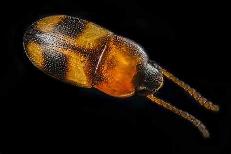 Image result for Microcrypticus Scriptum