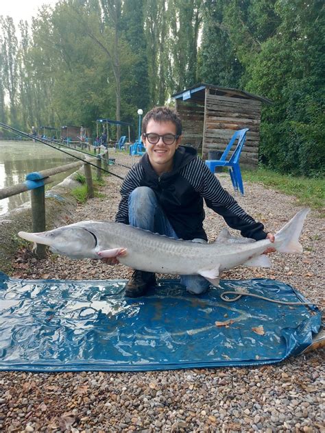 Beluga Sturgeon Fishing