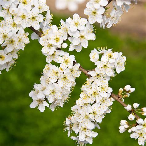 Gurney's Seed and Nursery Fruit Ruby Sweet Plum Standard Starter Tree ...
