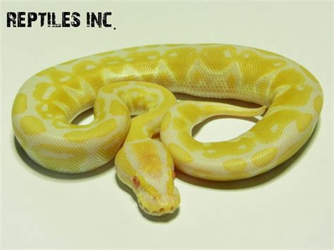 Image result for Leucistic Albino Ball Python