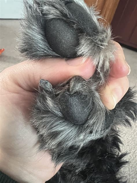 Nail-like growth on dog’s paw pad : r/vet