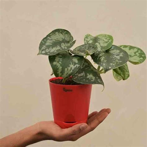 Buy Ugaoo Money Plant Satin Online in India | Vaaree