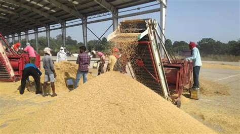 Paddy Procurement: Only 20% Farmers Avail MSP In Odisha, says CACP