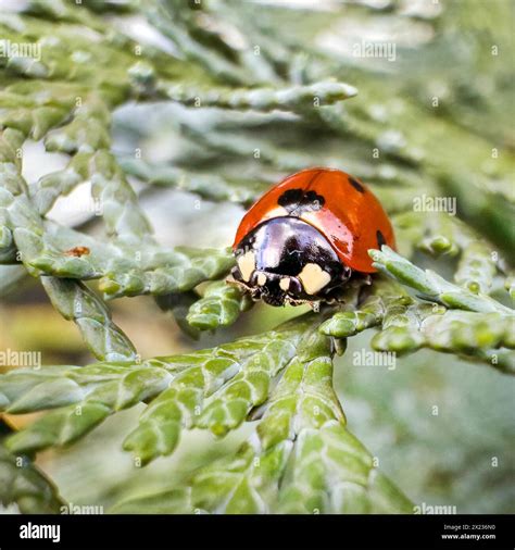 Ladybird Good Luck