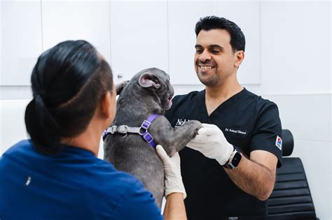 Veterinarians: Meaning, Types, and Specializations
