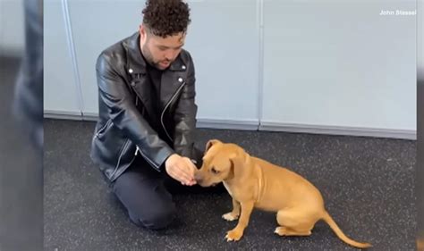 Magic Tricks for Dogs 的图像结果