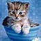 Image result for World's Most Cutest Kittens