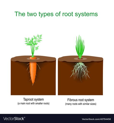 Image result for Tap Root Modifications