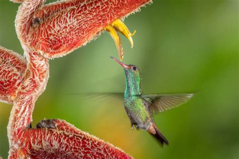 Image result for NoSQL Convert to Microsoft SQL