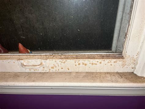 Kill Mold On Wood Windows at Bill Hass blog