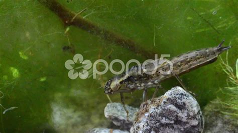 Dragonfly Larvae Eating