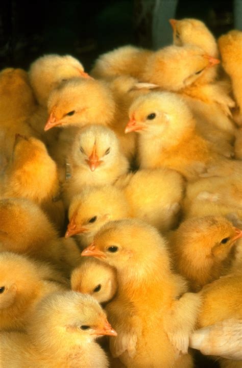 Yellow Baby Chickens