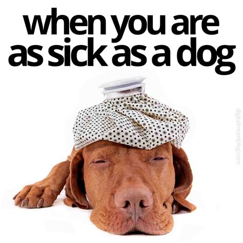 25 Best Sick Memes: A Hilarious Prescription For Laughter!